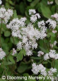 Thalictrum filamentosum 'Heronswood Form'